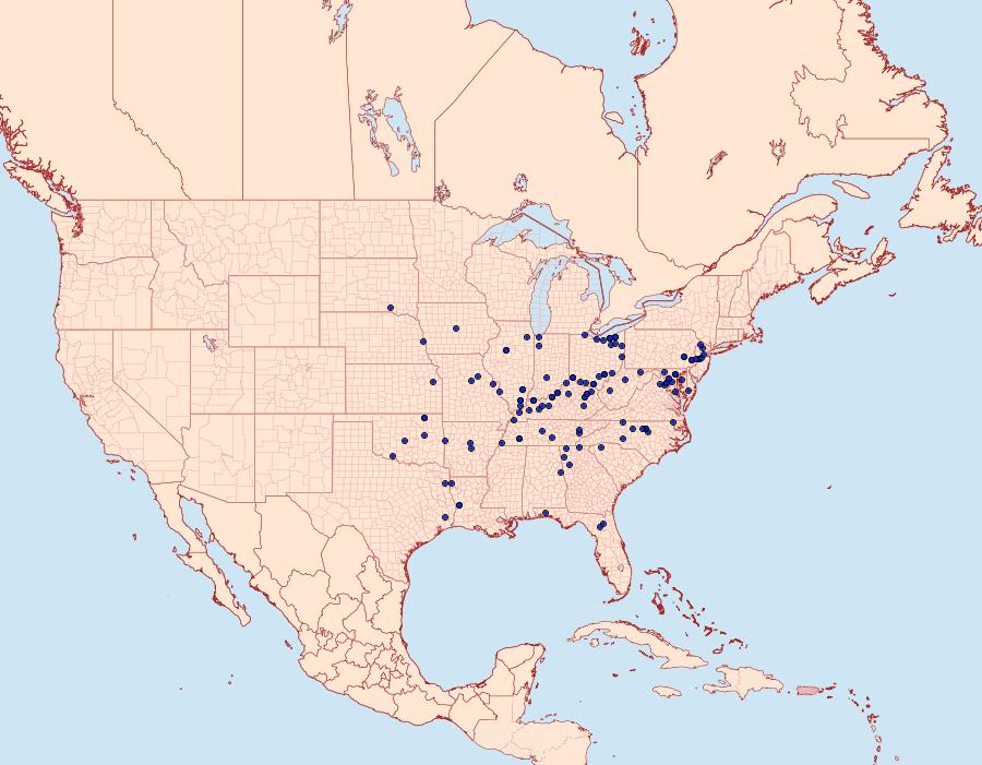 Distribution Data for Cirrhophanus triangulifer