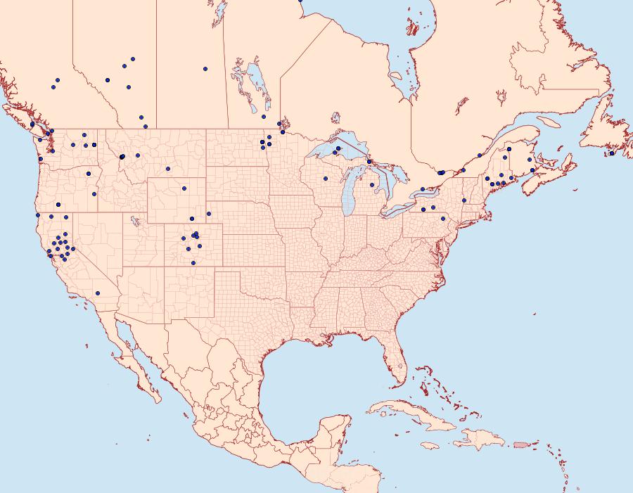 Distribution Data for Xylena nupera