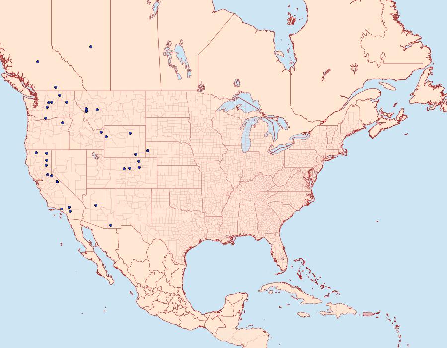 Distribution Data for Xylena brucei