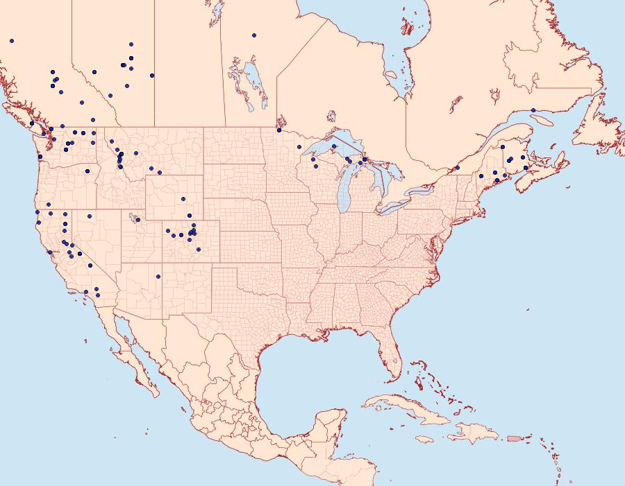 Distribution Data for Litholomia napaea