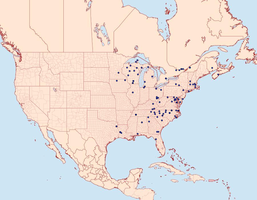 Distribution Data for Lithophane patefacta