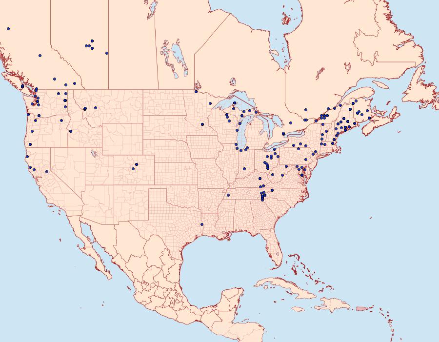 Distribution Data for Lithophane innominata