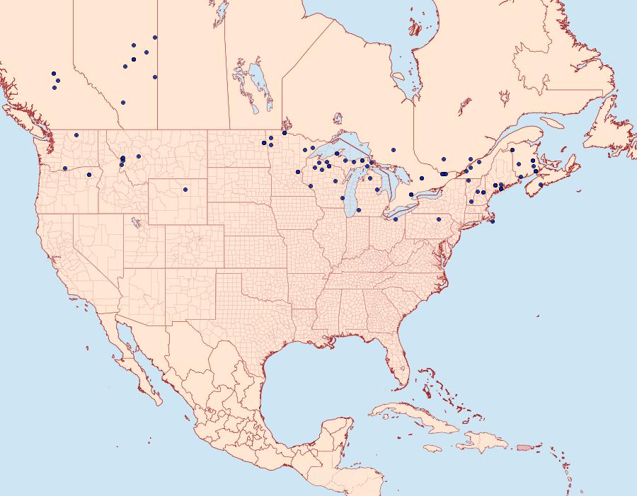 Distribution Data for Lithophane fagina