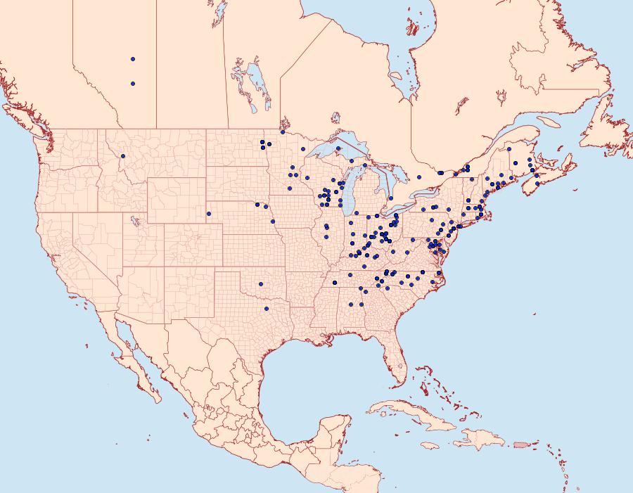 Distribution Data for Eupsilia vinulenta